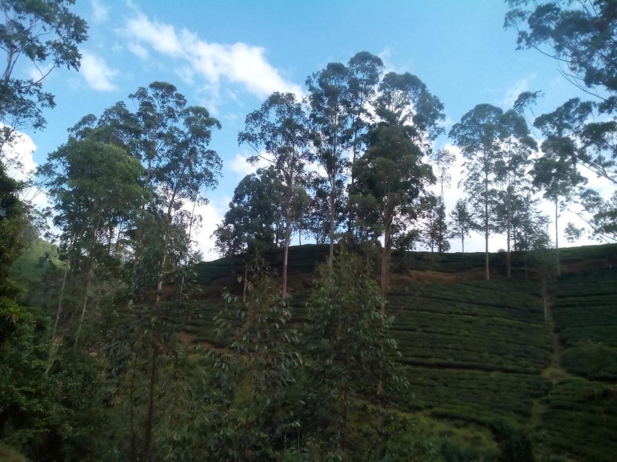 Bed and Breakfast Lily Adam'S Peak Nallathanniya Exteriér fotografie